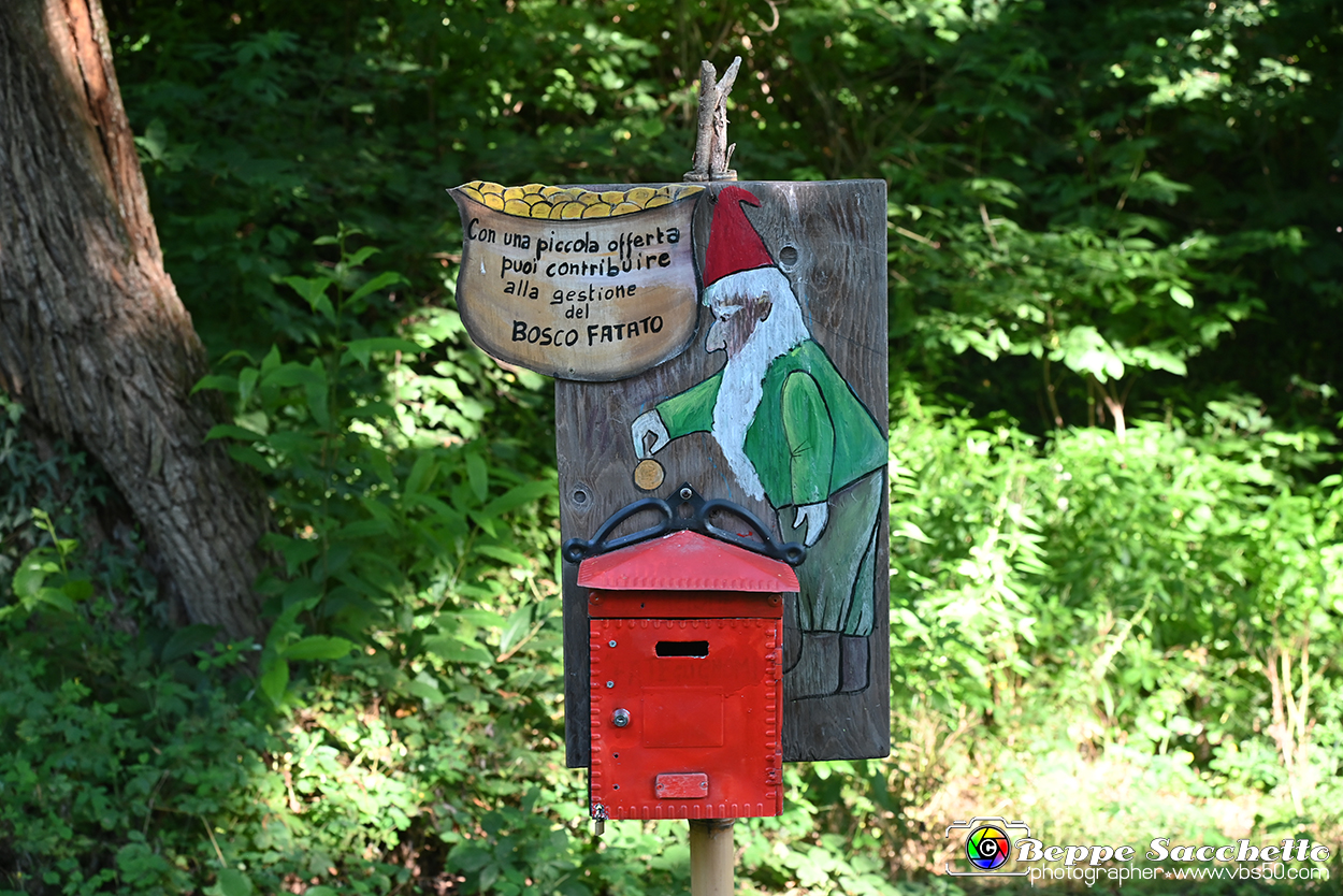 VBS_4881 - Il bosco fatato - Montaldo Roero.jpg
